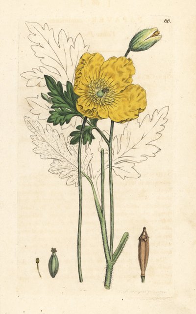 Papoila amarela ou galesa, Papaver cambricum (papoila amarela). Gravura em chapa de cobre colorida à mão depois de uma ilustração de James Sowerby, de James Smith