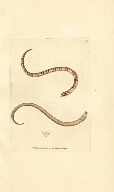 Cobra jovem lisa, Coronella austriaca (Cobra Dumfriesshire, Coluber dumfrisiensis). Gravura em chapa de cobre colorida à mão por James Sowerby de The British Miscellany, ou figuras coloridas de novos, raros, ou pouco conhecidos exemplares de animais. de James Sowerby