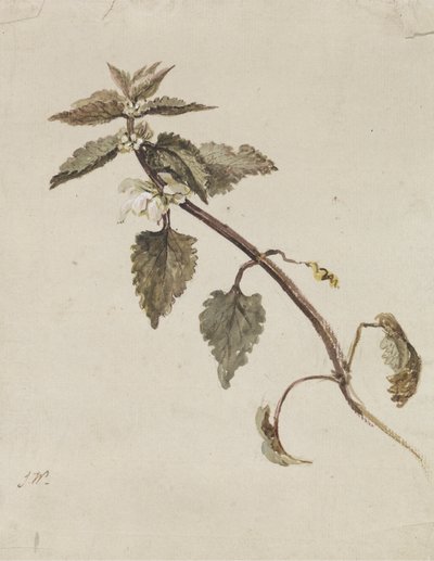 Um Ramo Foliated de James Ward