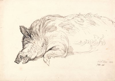 Um javali, dormindo ou morto, 1814 de James Ward