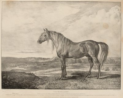 Copenhagen O cavalo montado pelo Duque de Wellington na Batalha de Waterloo, foi criado pelo General Grosvenor, c.1824 (litografia) de James Ward