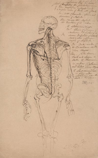 Desenho do esqueleto de um homem de James Ward