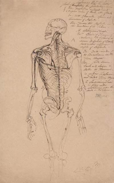 Desenho do esqueleto de um homem de James Ward
