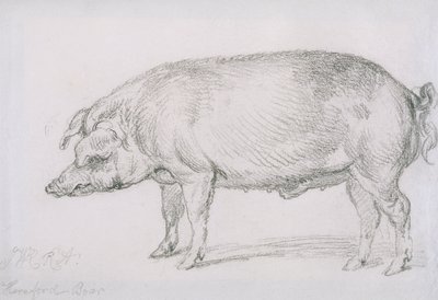 Hereford Boar, c.1803-04 (lápis sobre papel) de James Ward