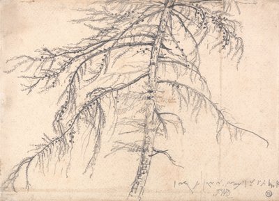 Lariço de James Ward