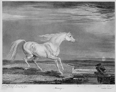 &39;Marengo&39;, o carregador favorito de Napoleão I, c.1815 de James Ward