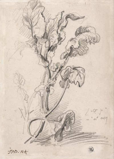Estudo de plantas de James Ward