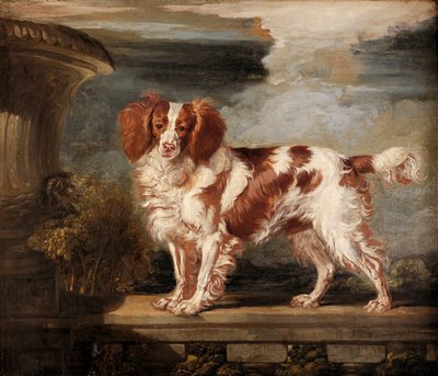 Retrato de Dash, um Spaniel Favorito, a Propriedade de Lady Frances Vane-Tempest de James Ward