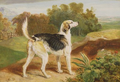 Ravager, um dos Lambton Hounds (óleo no painel) de James Ward