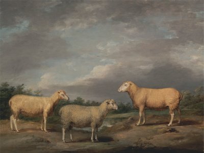 Ryelands Sheep, o Carneiro do Rei, a Ovelha do Rei e o Lorde Somerville