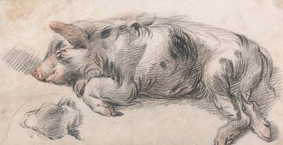 Porco Dorminhoco de James Ward