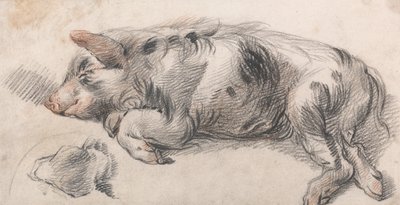 Porco adormecido de James Ward