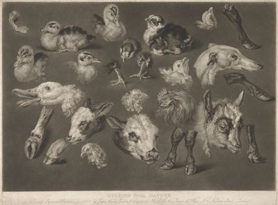 Estudos da Natureza de James Ward