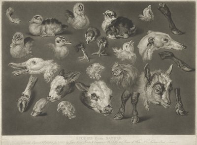 Estudos da natureza, 1807 de James Ward