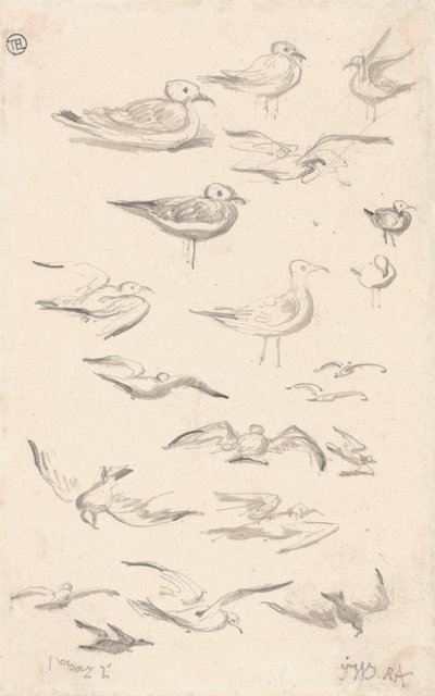Estudos de Gaivotas de James Ward