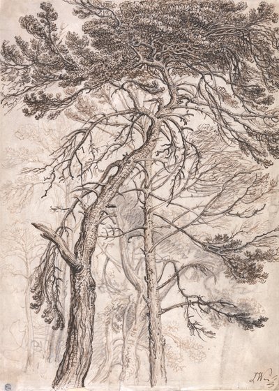 Estudo das Árvores de James Ward