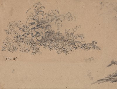 Estudo da vegetação rasteira de James Ward