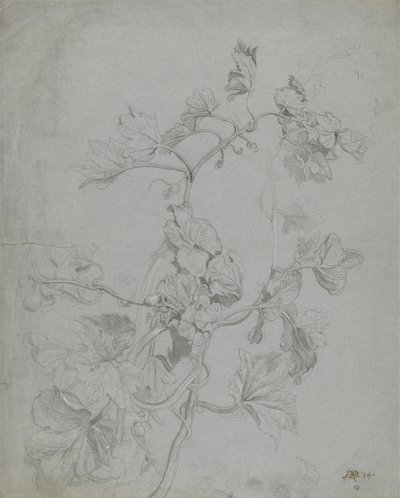 Estudo de uma planta de escalada (família de abóbora) (lápis elevado com branco sobre papel azul) de James Ward