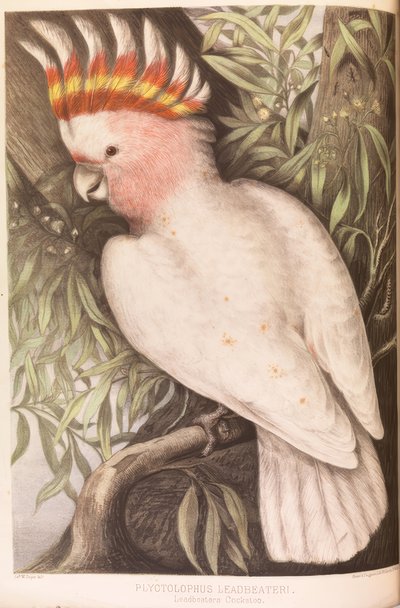 Inka-Kakadu, Plyctolophus leadbeateri de James Whitley Sayer