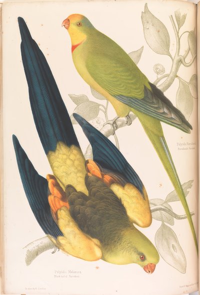 Periquito-de-cauda-preta e Periquito-verde-licioso de James Whitley Sayer