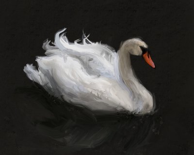 Cisne Branco Gracioso de James Zamora