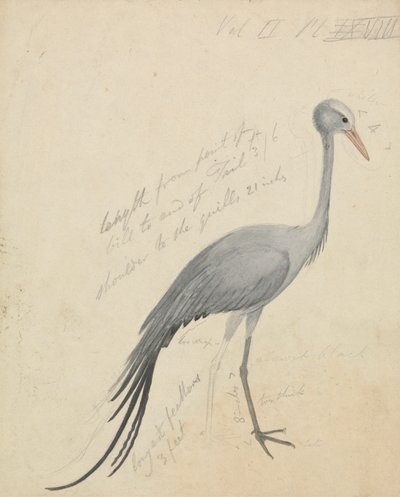 Um guindaste de James de Carle Sowerby