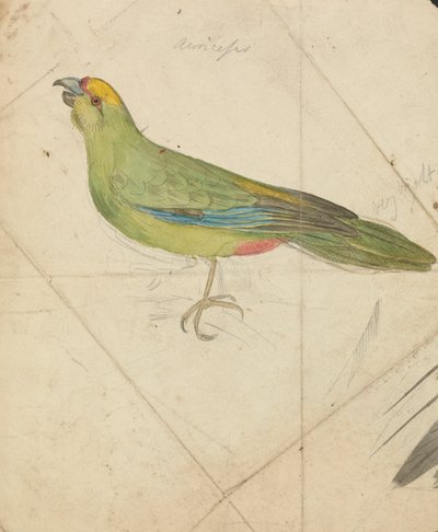 A Parrot de James de Carle Sowerby