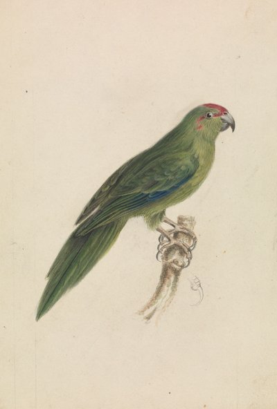 A Parrot de James de Carle Sowerby