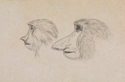 Cabeças de Dois Macacos Proboscis de James de Carle Sowerby
