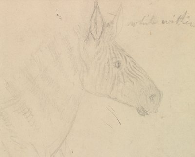 Zebra de James de Carle Sowerby