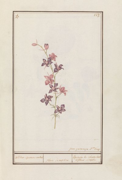 Larkspur (Consolida) cavaleiro esporão de tornozelo. / flor simples. / Esperon de chevalier afluer simple. (título no objeto) de Jan Anton Garemyn