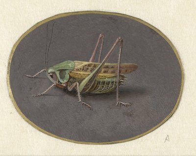 gafanhoto Animais (título da série) de Jan Augustin van der Goes