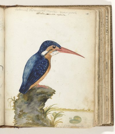 Martim-pescador de orelhas azuis de Jan Brandes