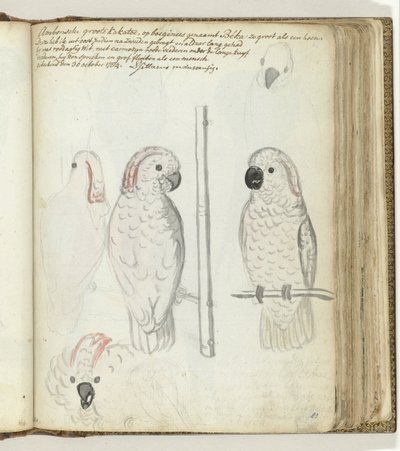 Cacatua de Ambon de Jan Brandes
