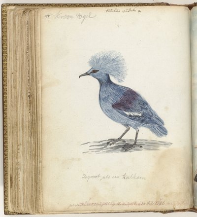 Pombo Coroado de Jan Brandes