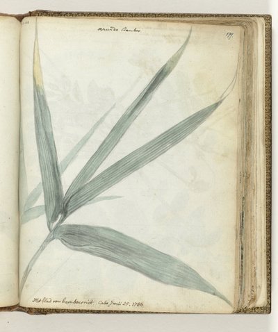 A folha de cana de bambu de Jan Brandes