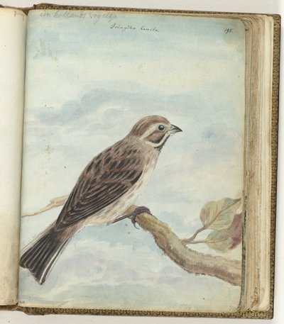 Pássaro holandês de Jan Brandes