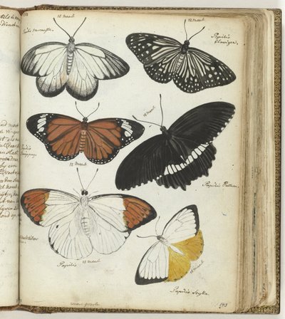 borboletas indianas de Jan Brandes