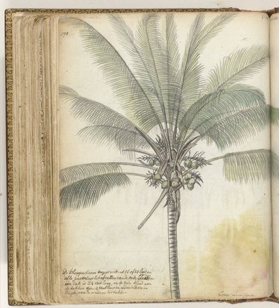 Árvore de tampo de Jan Brandes