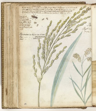 Formigas e arroz de Jan Brandes