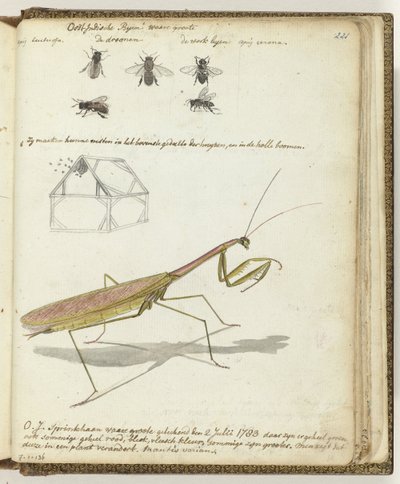 Abelhas e gafanhotos da Índia Oriental de Jan Brandes