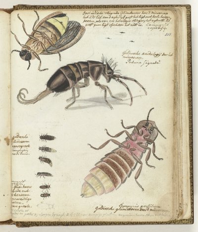 pirilampos das Índias Orientais e Gelderland de Jan Brandes