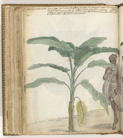 Pisang árvore de Jan Brandes