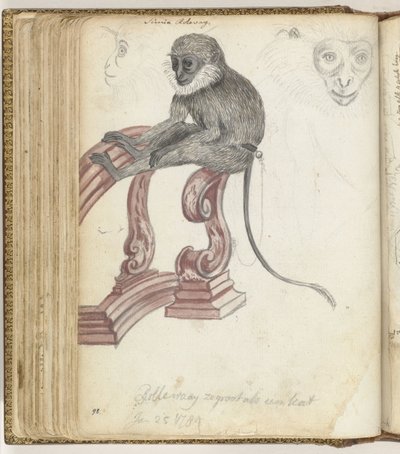 Macaco de Rolleway de Jan Brandes