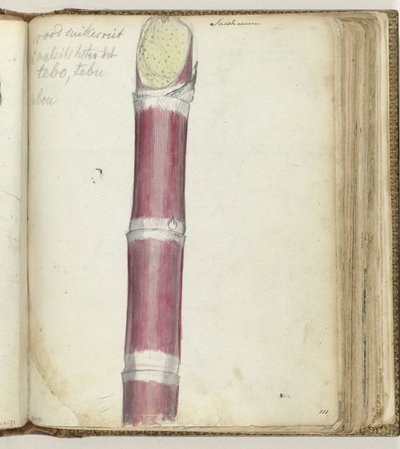 Cana de açúcar vermelha de Jan Brandes