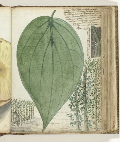 cultura Sirih de Jan Brandes