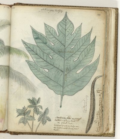Folha de abobrinha e fruta de Jan Brandes