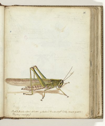 Gafanhoto de Jan Brandes