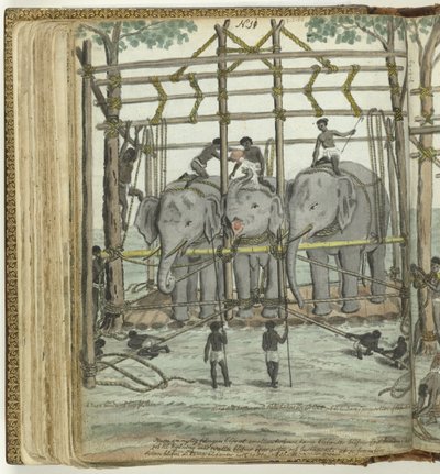 Domar um elefante de Jan Brandes