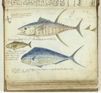 Pesca marítima de Jan Brandes